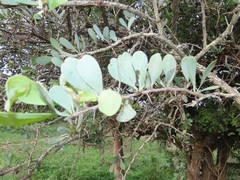 Gymnosporia glaucophylla