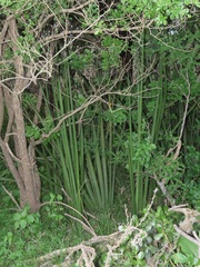 Sansevieria cylindrica