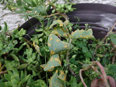 Puccinia oxalidis