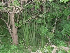 Sansevieria cylindrica