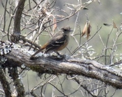 Knipolegus aterrimus