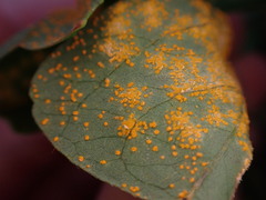 Puccinia oxalidis