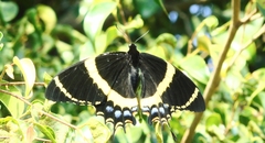 Papilio garamas