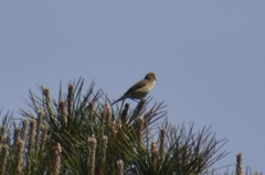 Hippolais polyglotta
