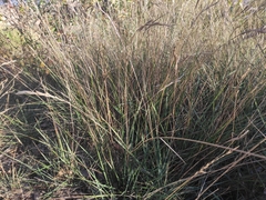 Brachypodium phoenicoides