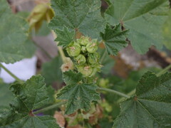 Malva parviflora