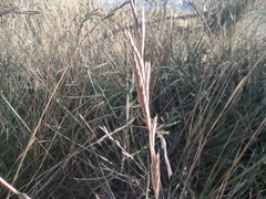 Brachypodium phoenicoides