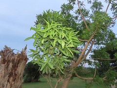 Cussonia natalensis