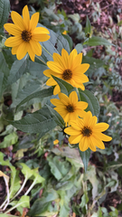 Helianthus tuberosus