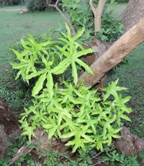 Cussonia natalensis