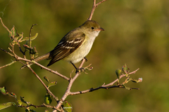 Elaenia mesoleuca