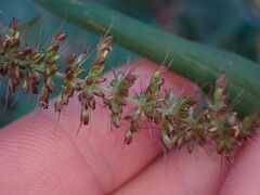 Setaria adhaerens