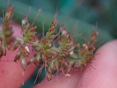 Setaria adhaerens