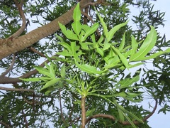 Cussonia natalensis