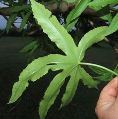 Cussonia natalensis
