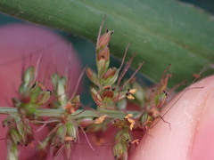Setaria adhaerens