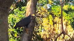 Buteogallus