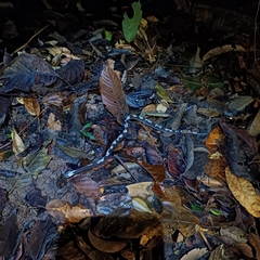 Asthenodipsas malaccanus