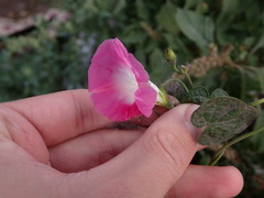 Ipomoea purpurea