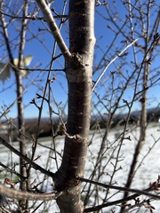 Prunus avium