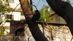 Buteogallus