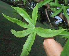 Cussonia natalensis