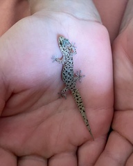 Pachydactylus capensis