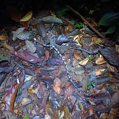 Asthenodipsas malaccanus