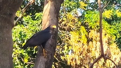 Buteogallus