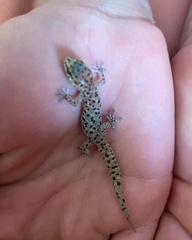 Pachydactylus capensis