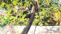 Buteogallus
