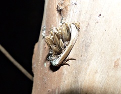 Lepidodes sculpta