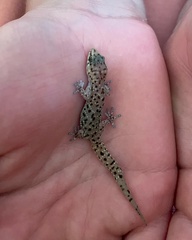 Pachydactylus capensis