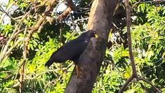 Buteogallus