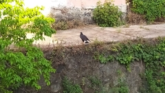 Buteogallus