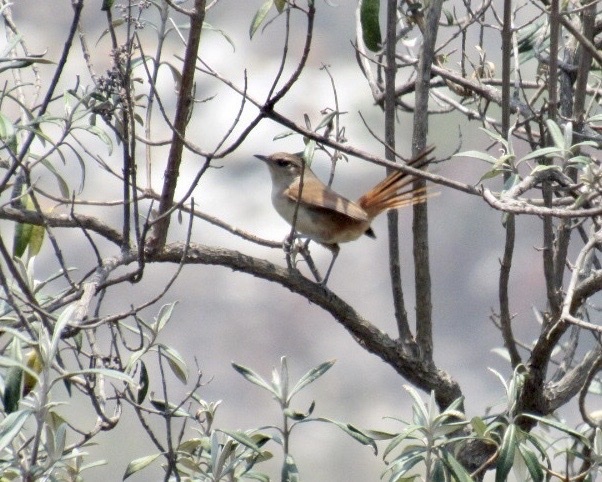 Berlepsch's Canastero (Asthenes berlepschi) photo