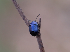 Canthophorus melanopterus