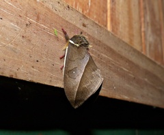 Automeris basalis