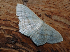 Scopula nigropunctata