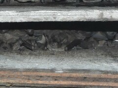 Myotis austroriparius