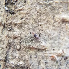 Entomobrya clitellaria