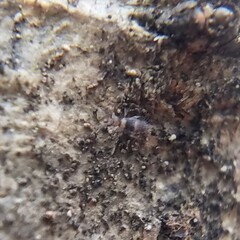 Entomobrya clitellaria