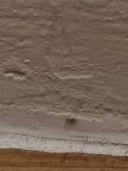 Willowsia nigromaculata