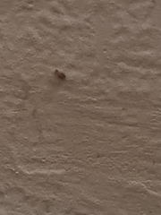 Willowsia nigromaculata