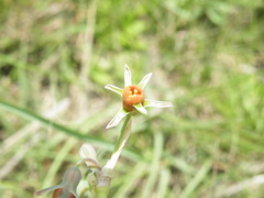 Tulbaghia leucantha