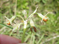 Tulbaghia leucantha