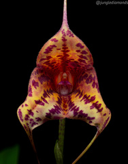 Masdevallia