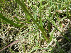 Tulbaghia leucantha