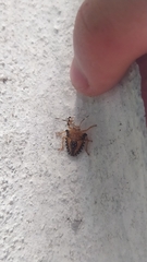 Hemiptera