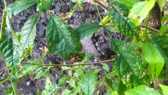 Hemiptera